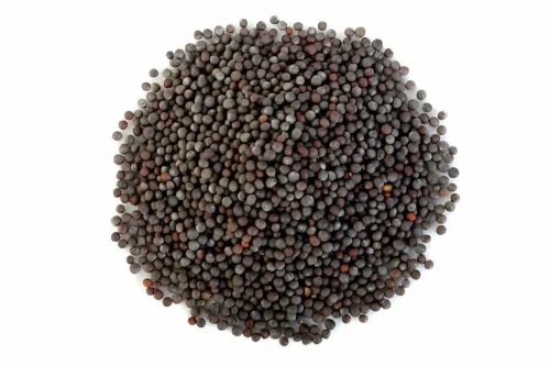 Mustard Seeds Big Size