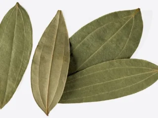 Tejpatta (Bay Leaf)