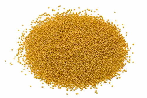 Yellow Mustard Seeds